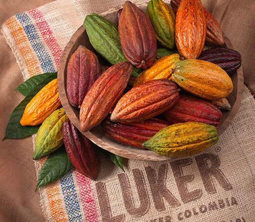 Fino de Aroma cocoa 